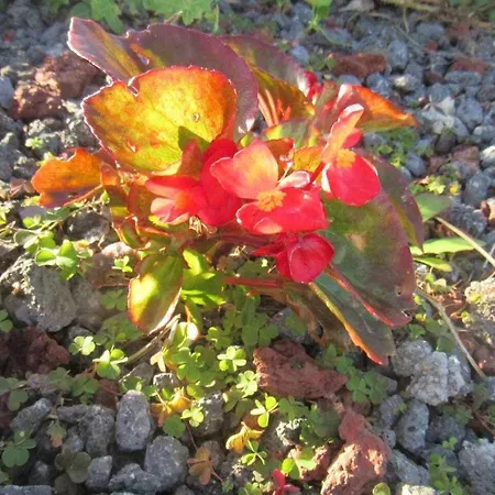 Casa Da Arquinha 別荘