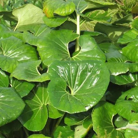 Casa Da Arquinha 別荘 *