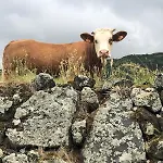 Дом отдыха Casa Da Arquinha Santo Amaro (Azores)