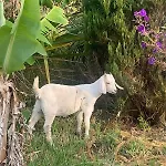 Casa Da Arquinha * Santo Amaro (Azores)