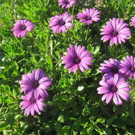 Casa Da Arquinha * Santo Amaro (Azores)