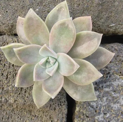 別荘 Casa Da Arquinha *