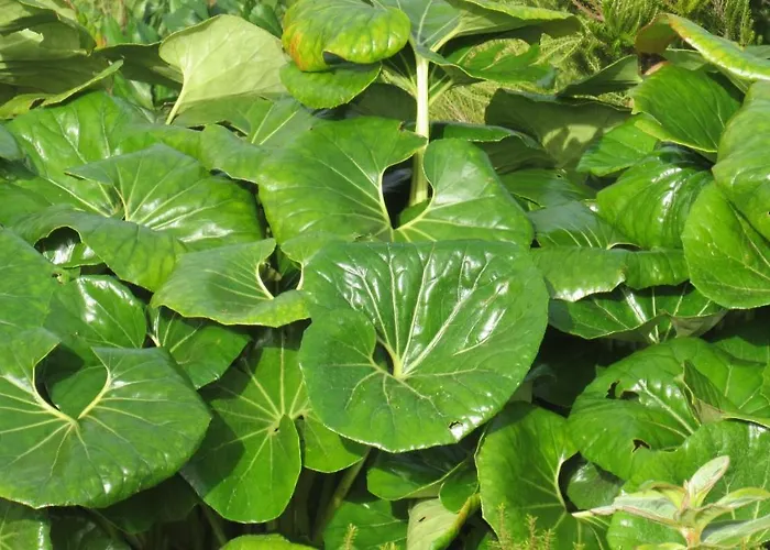 Casa Da Arquinha 別荘 *