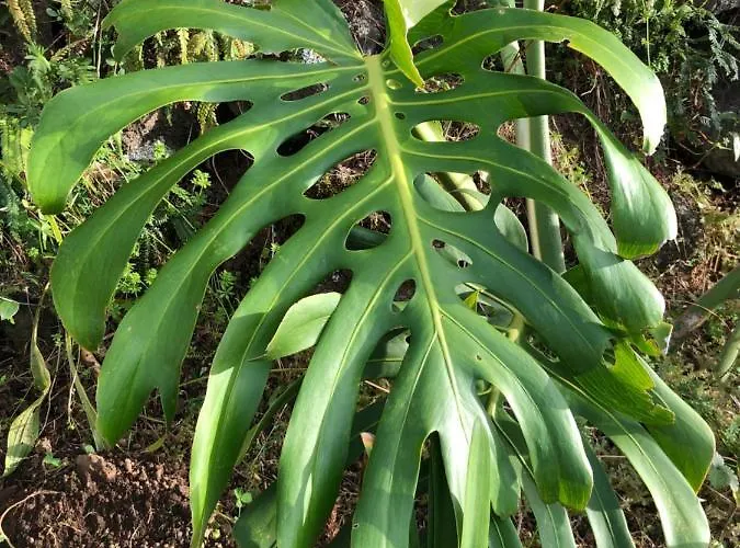 別荘 Casa Da Arquinha Santo Amaro